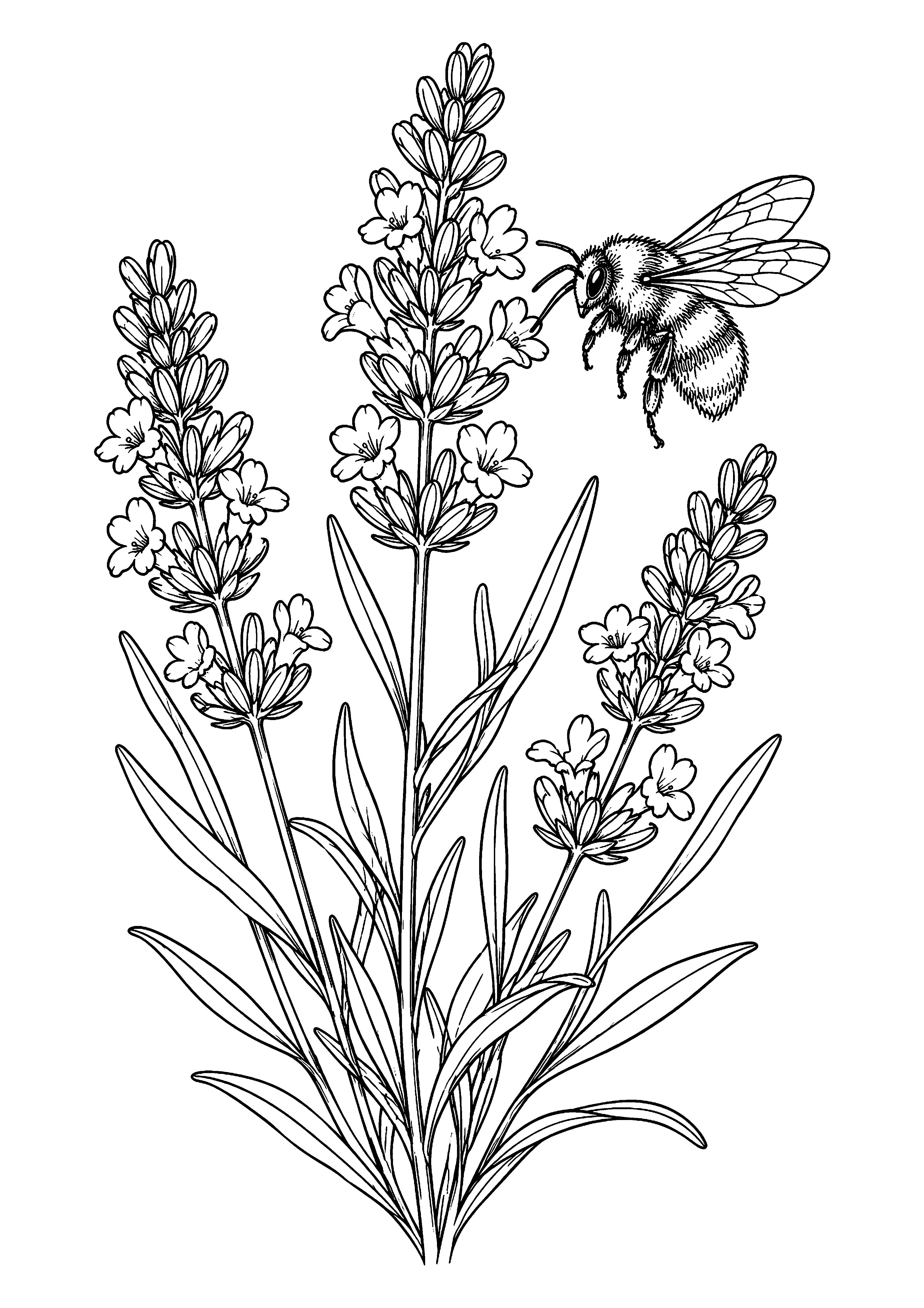 Lavender and Bumblebee