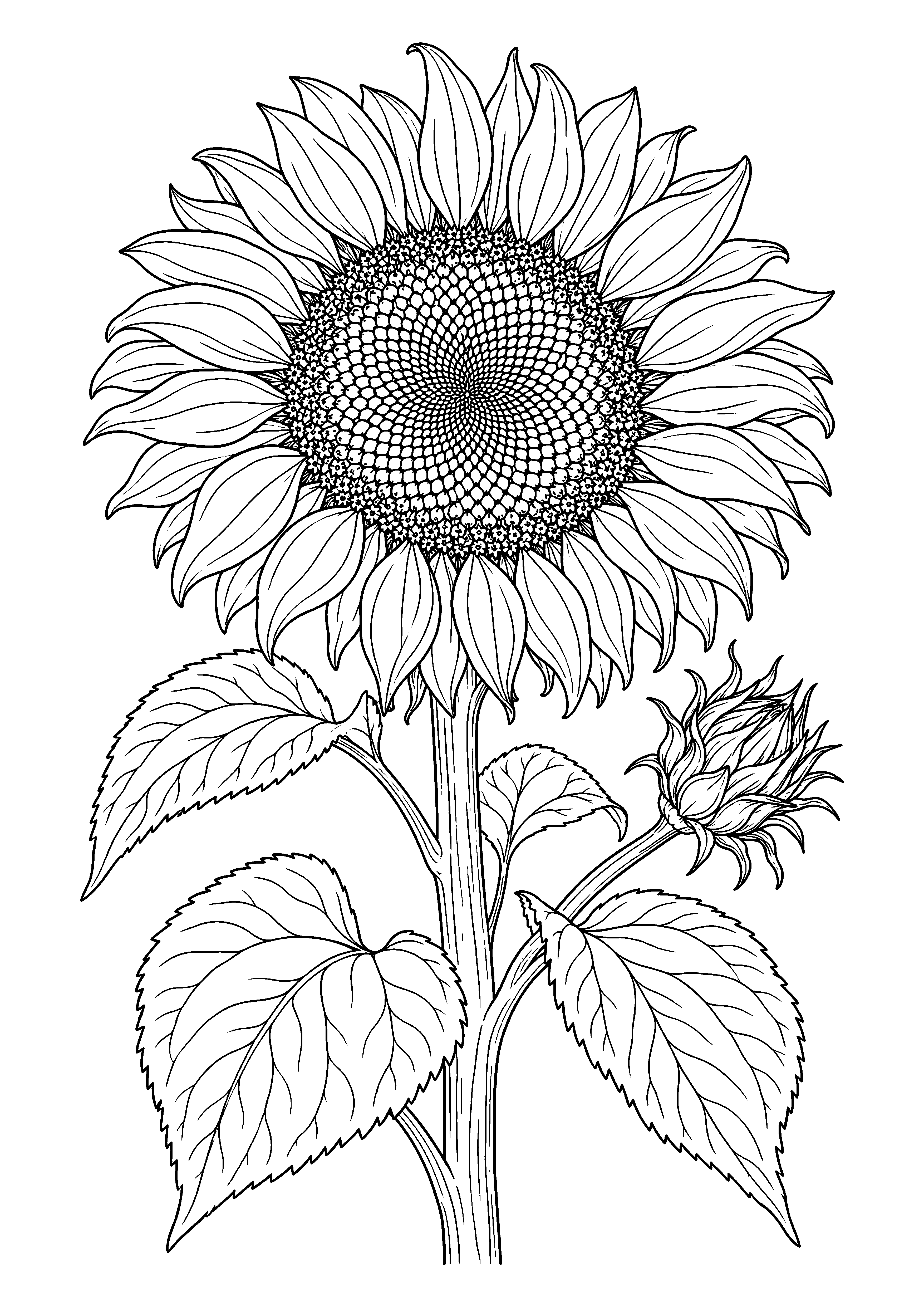 Sunflower Study
