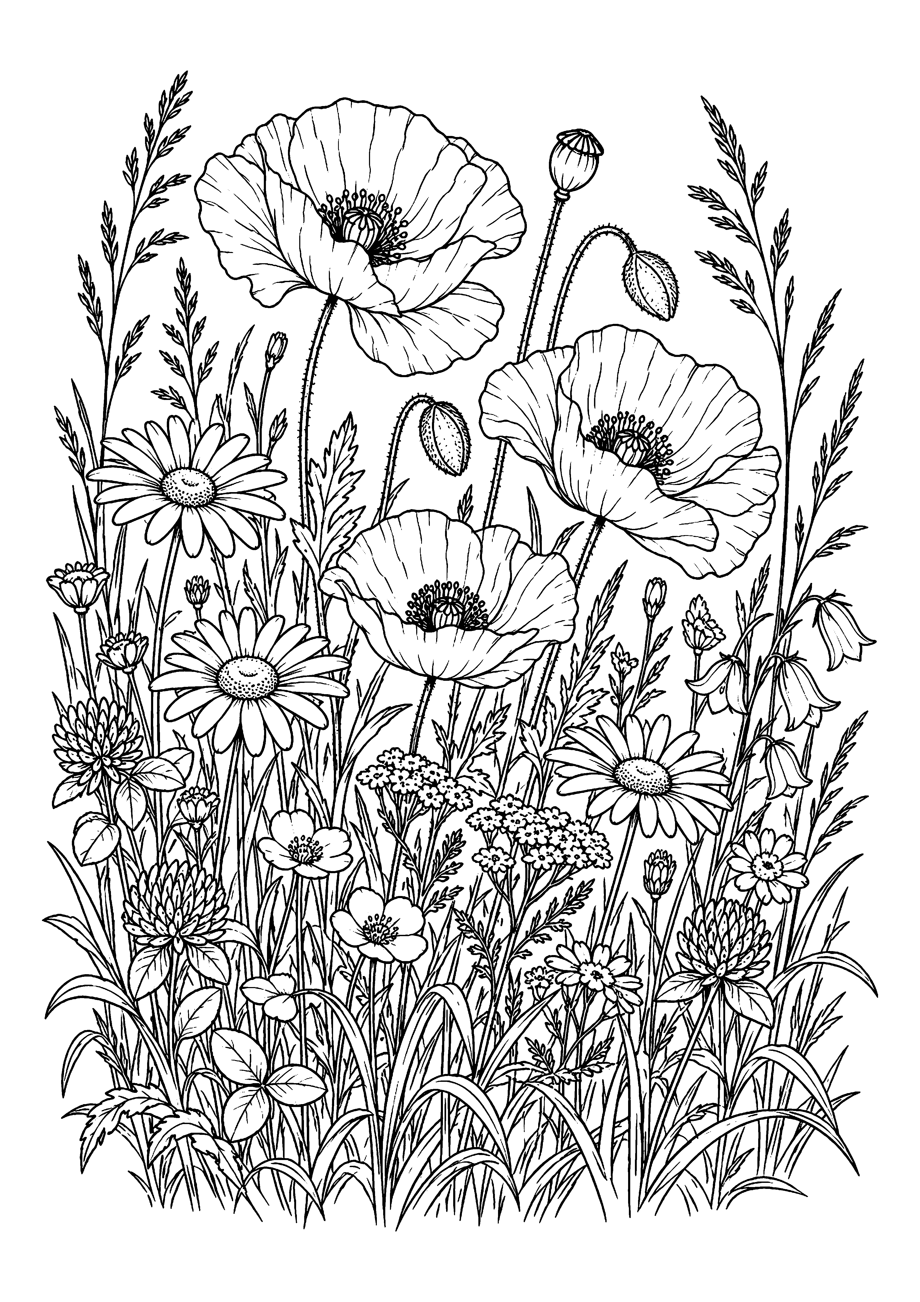 Wildflower Meadow