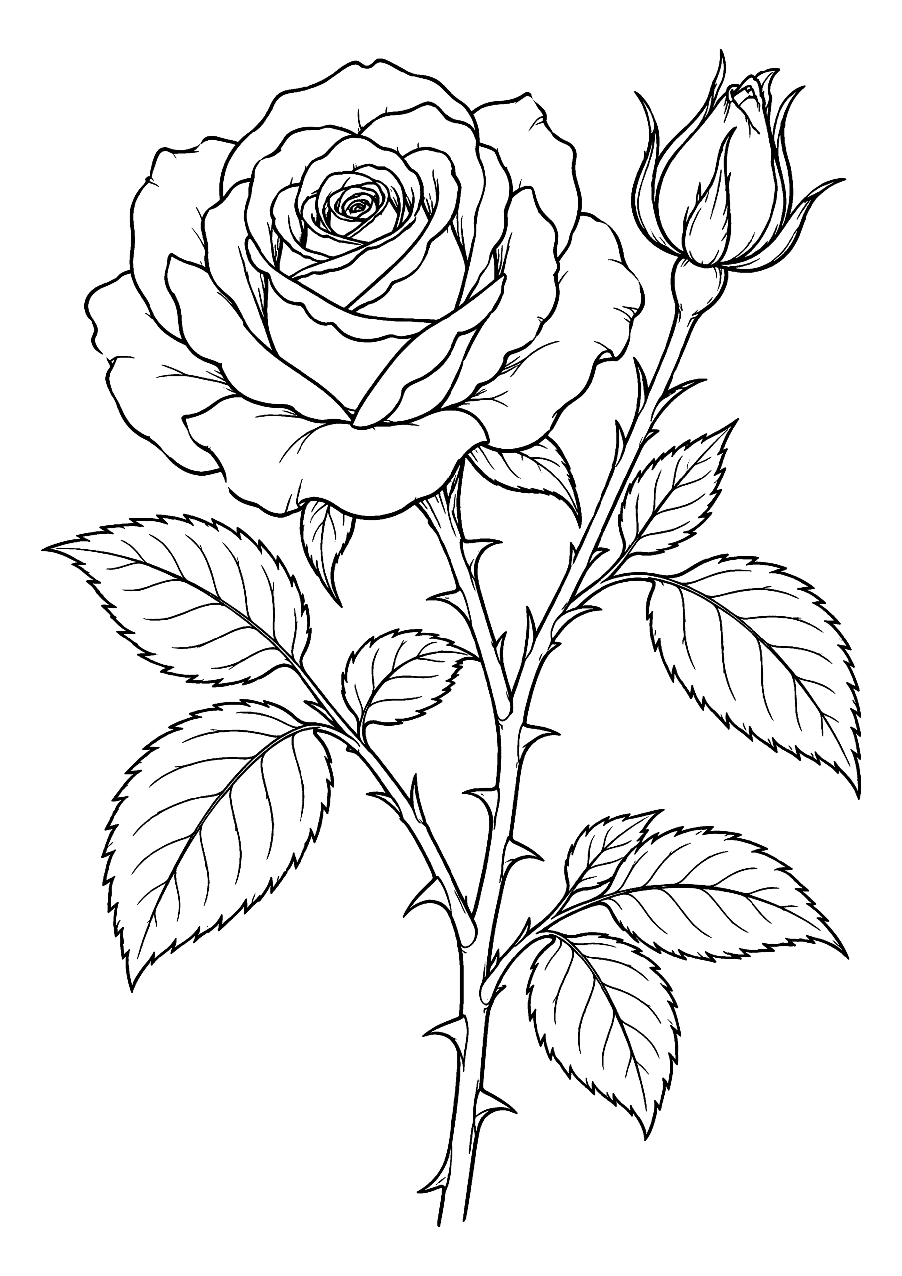 Black-and-white coloring page of a large rose in bloom with a rosebud, thorny stem and serrated leaves.