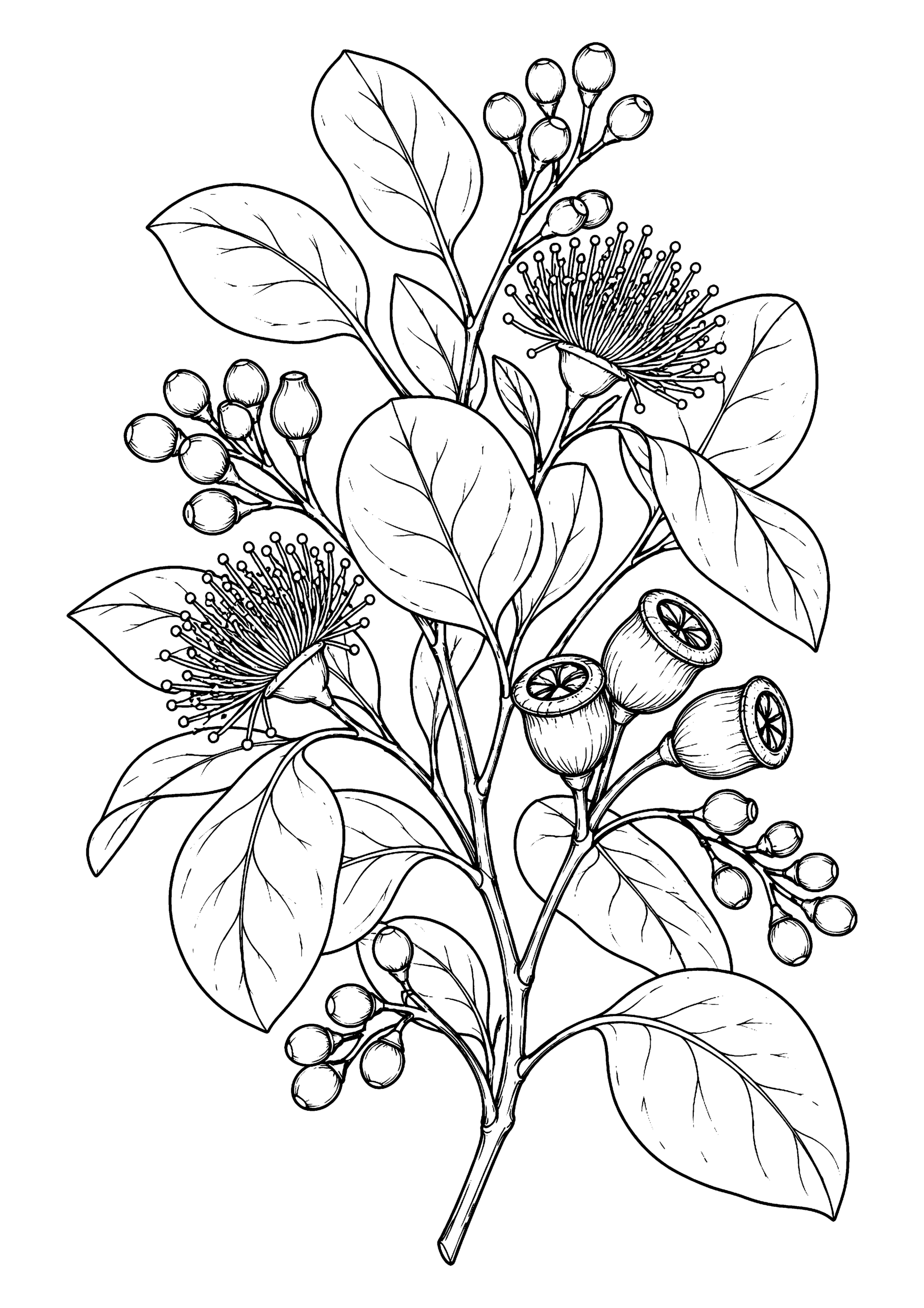 Black-and-white coloring page of eucalyptus branches with round leaves, seed pods and clusters of berries.