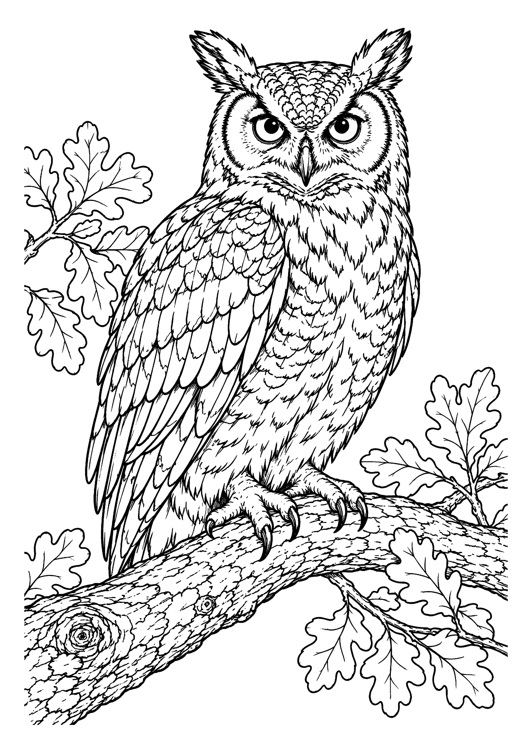 Black-and-white coloring page featuring an owl perched on an oak branch with leaves and detailed feathers.
