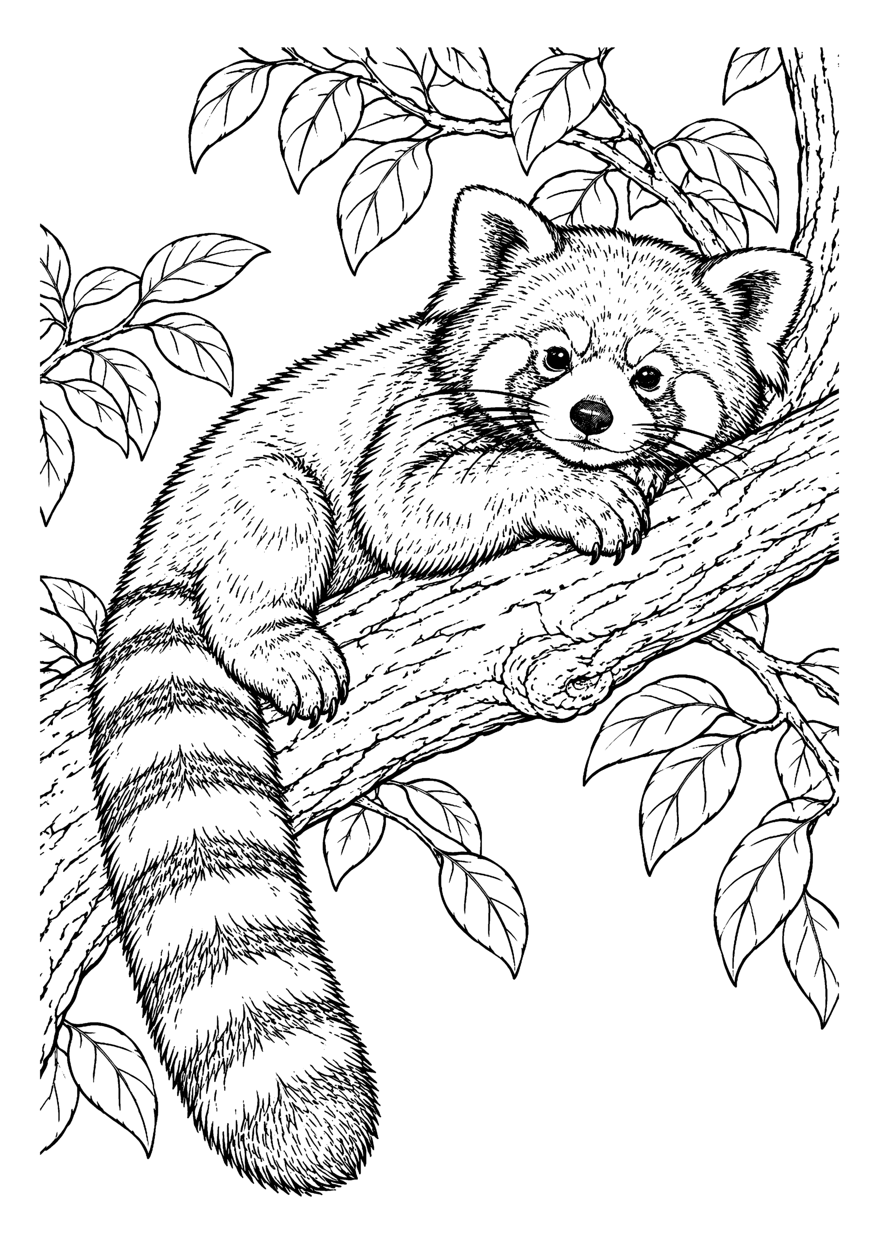 Black-and-white coloring page featuring a red panda resting on a leafy tree branch.