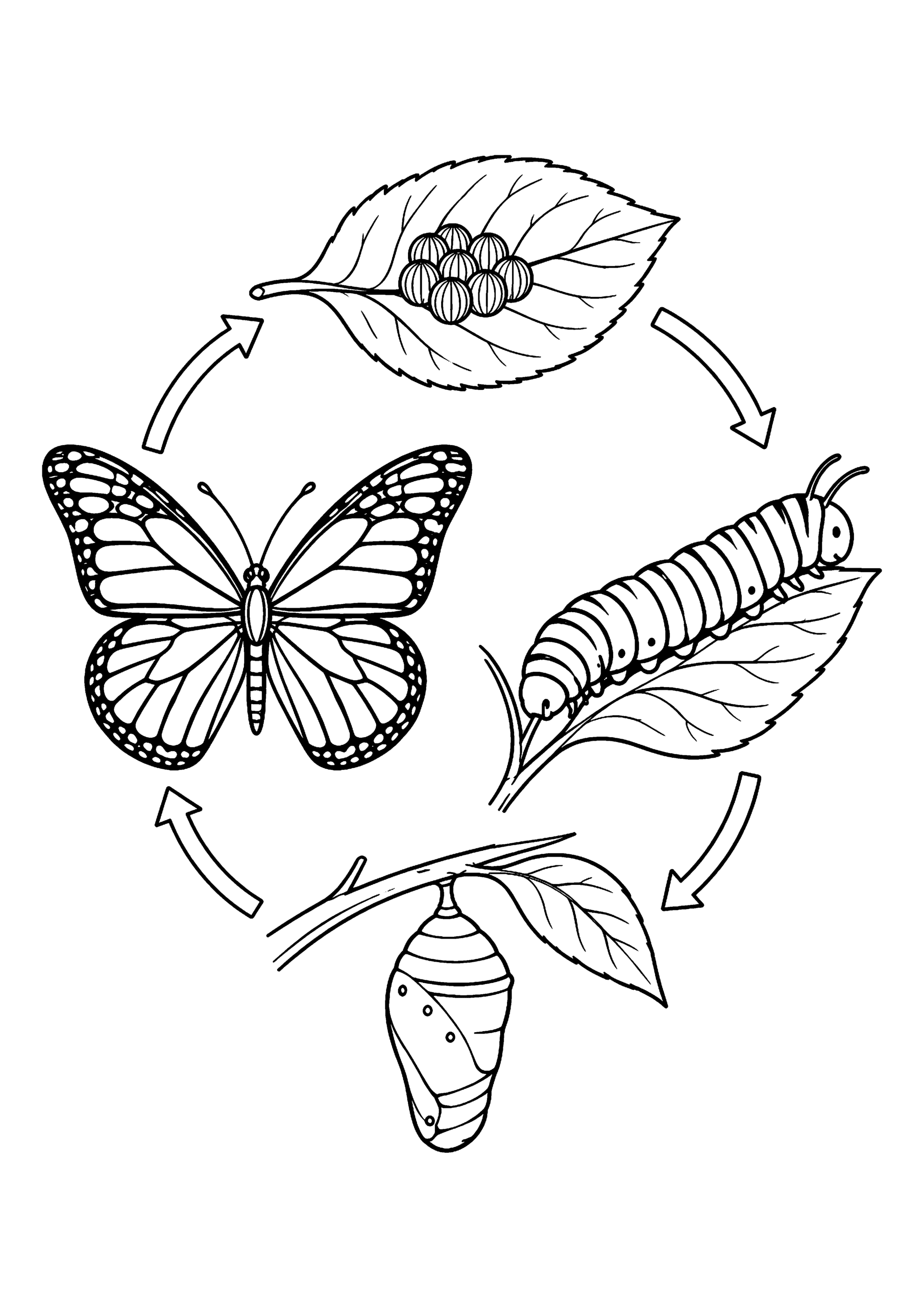 Black-and-white coloring page of the butterfly life cycle, showing eggs, caterpillar, chrysalis and adult butterfly.