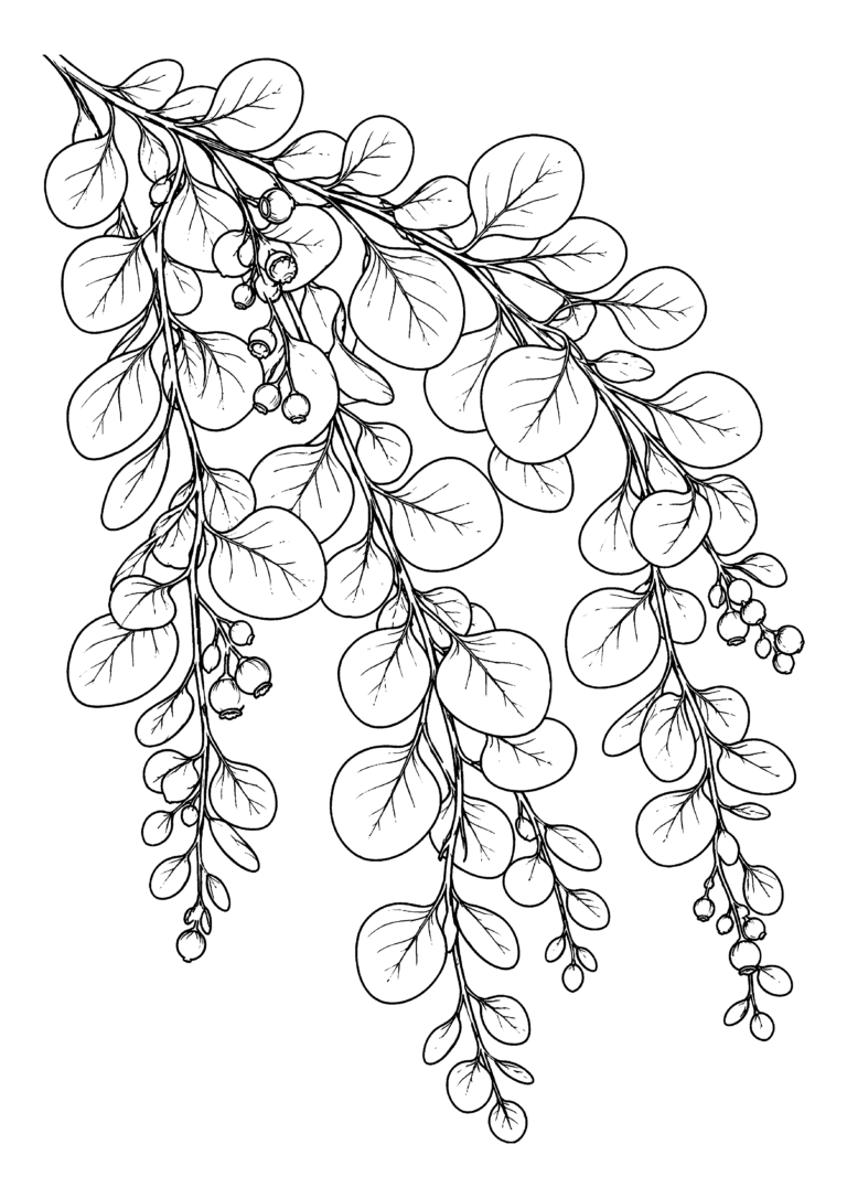 Black-and-white coloring page of cascading eucalyptus branches create a calm and rhythmic botanical composition.