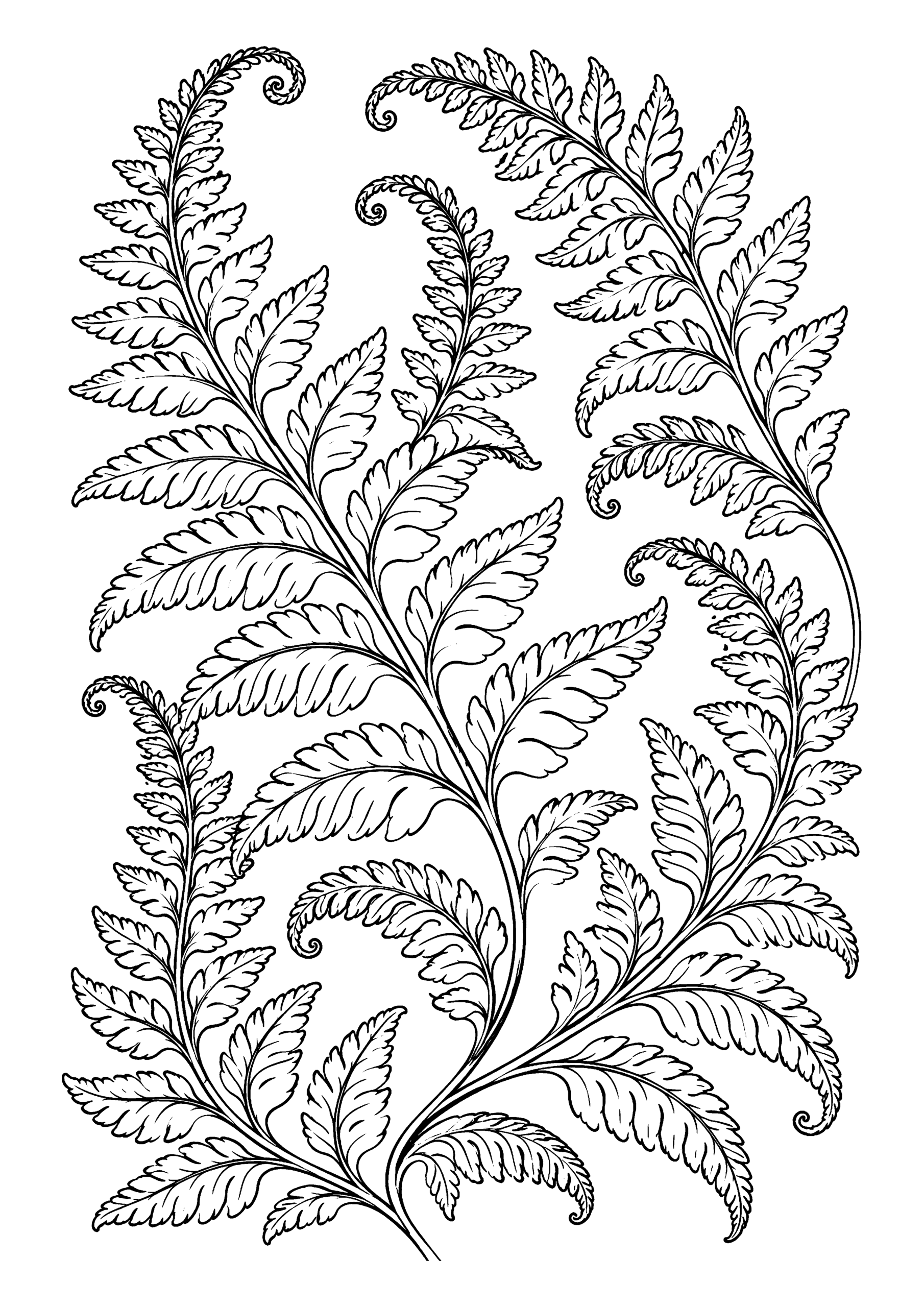 Black-and-white coloring page of curving fronds of ferns arranged in a flowing botanical composition.