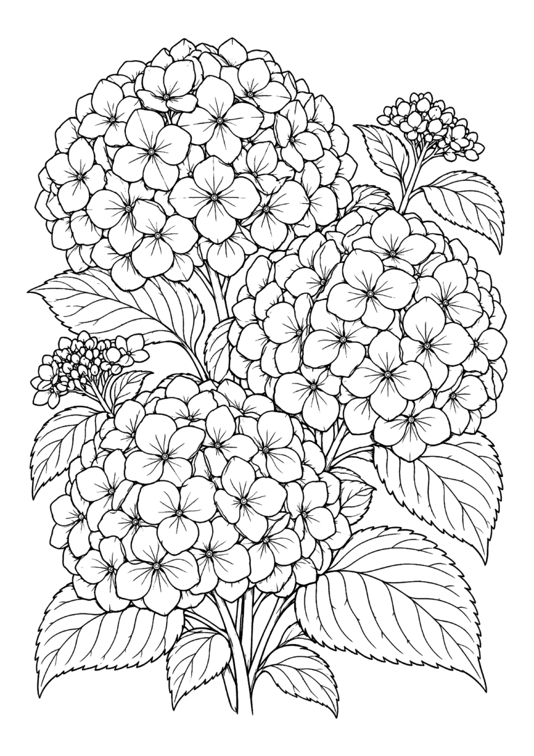 Black-and-white coloring page of large clusters of hydrangea blossoms with broad veined leaves.