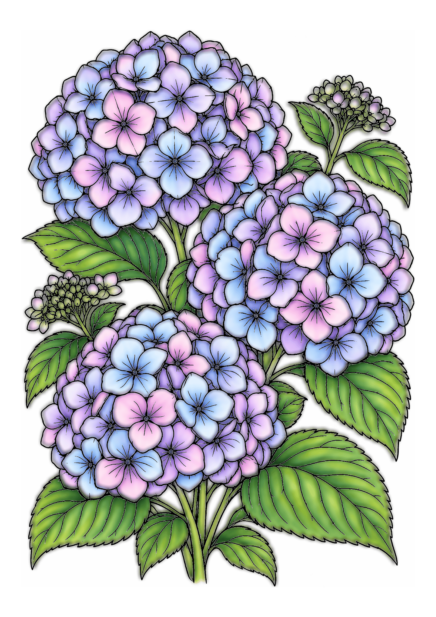 Three rounded clusters of lavender and blue hydrangeas bloom above veined green leaves.