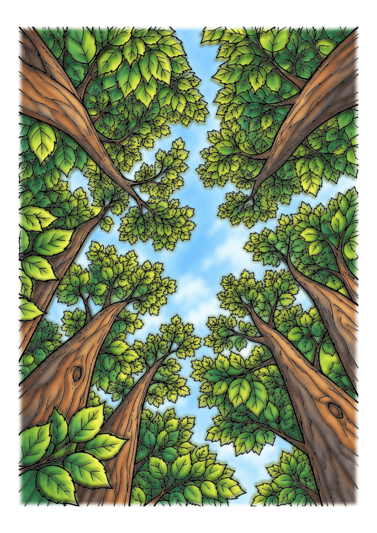 Tall brown trunks and layered green tree canopies frame a patch of blue sky viewed from below.